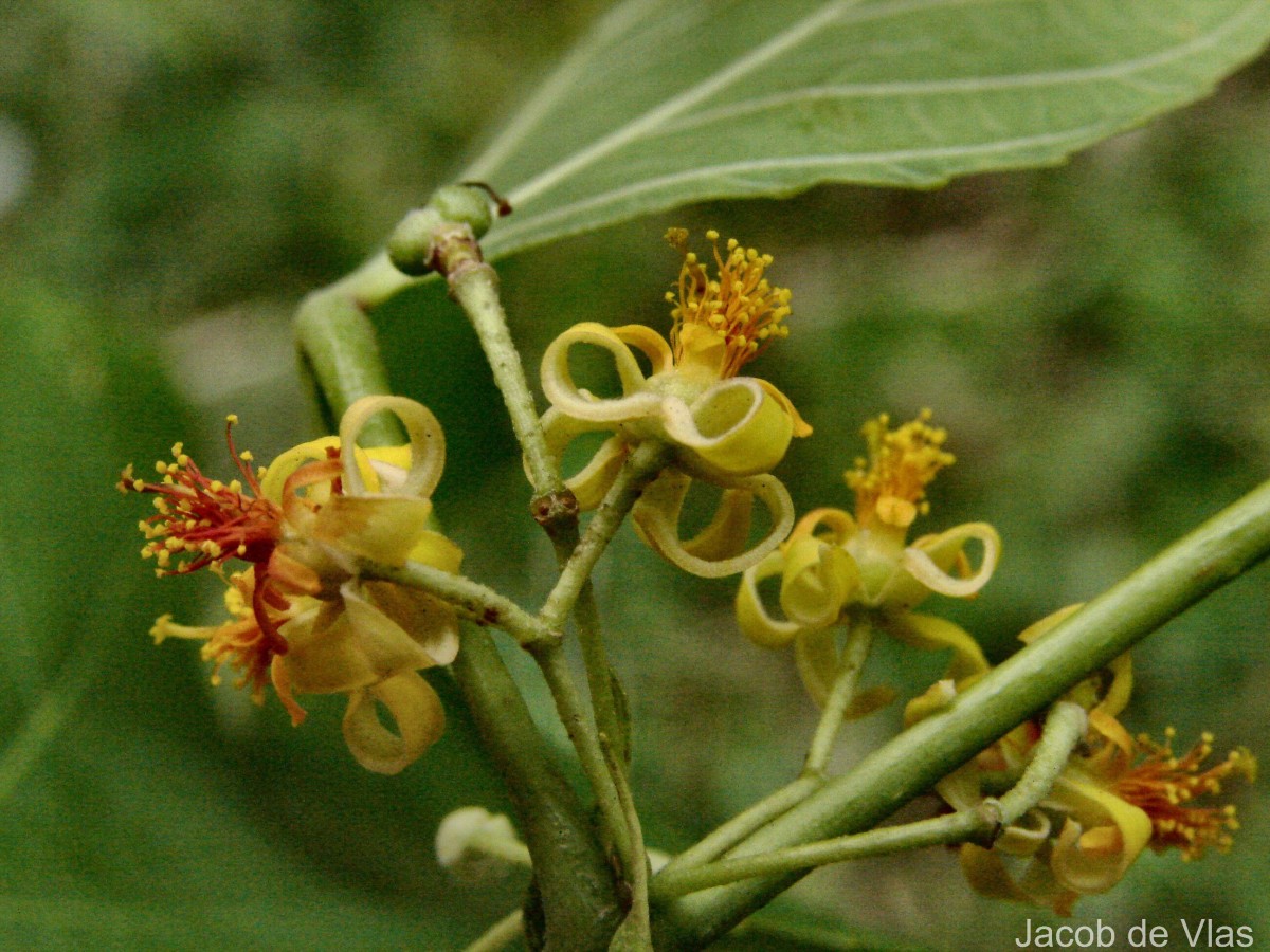 Grewia tiliifolia Vahl